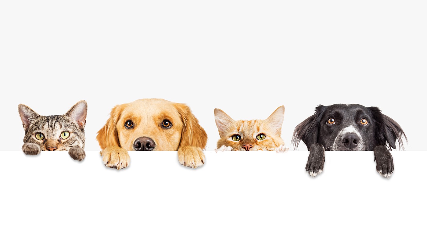 produit veterinaire Pharmacie Titeca à Wervicq-Sud, Comines, Linselles, Bousbecque